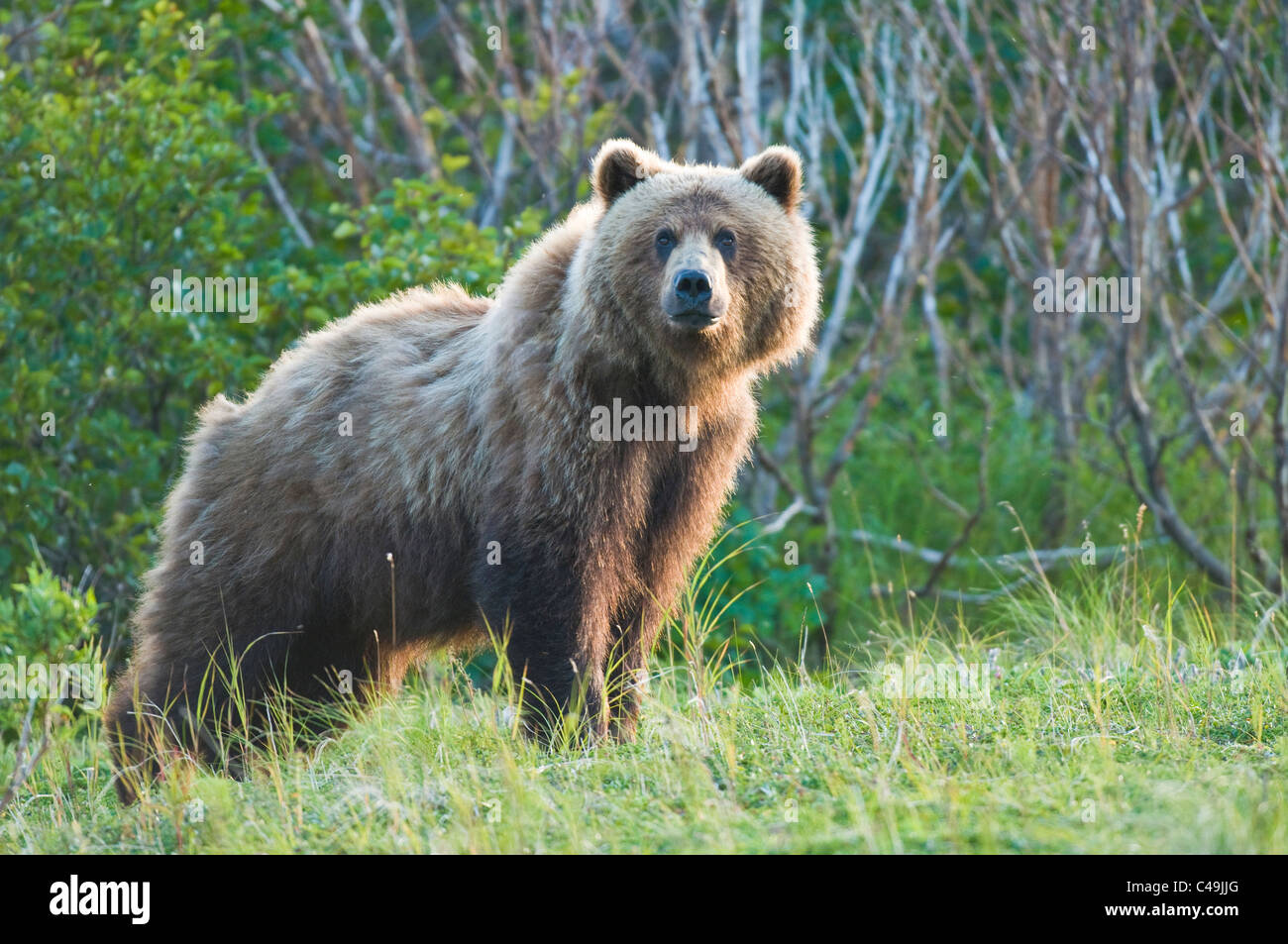 Alaskan l'orso bruno (Ursus arctos) in Alaska Foto Stock
