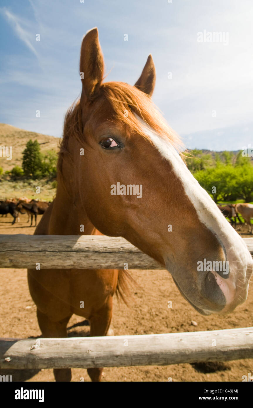 Close-up di cavallo in corral Foto Stock