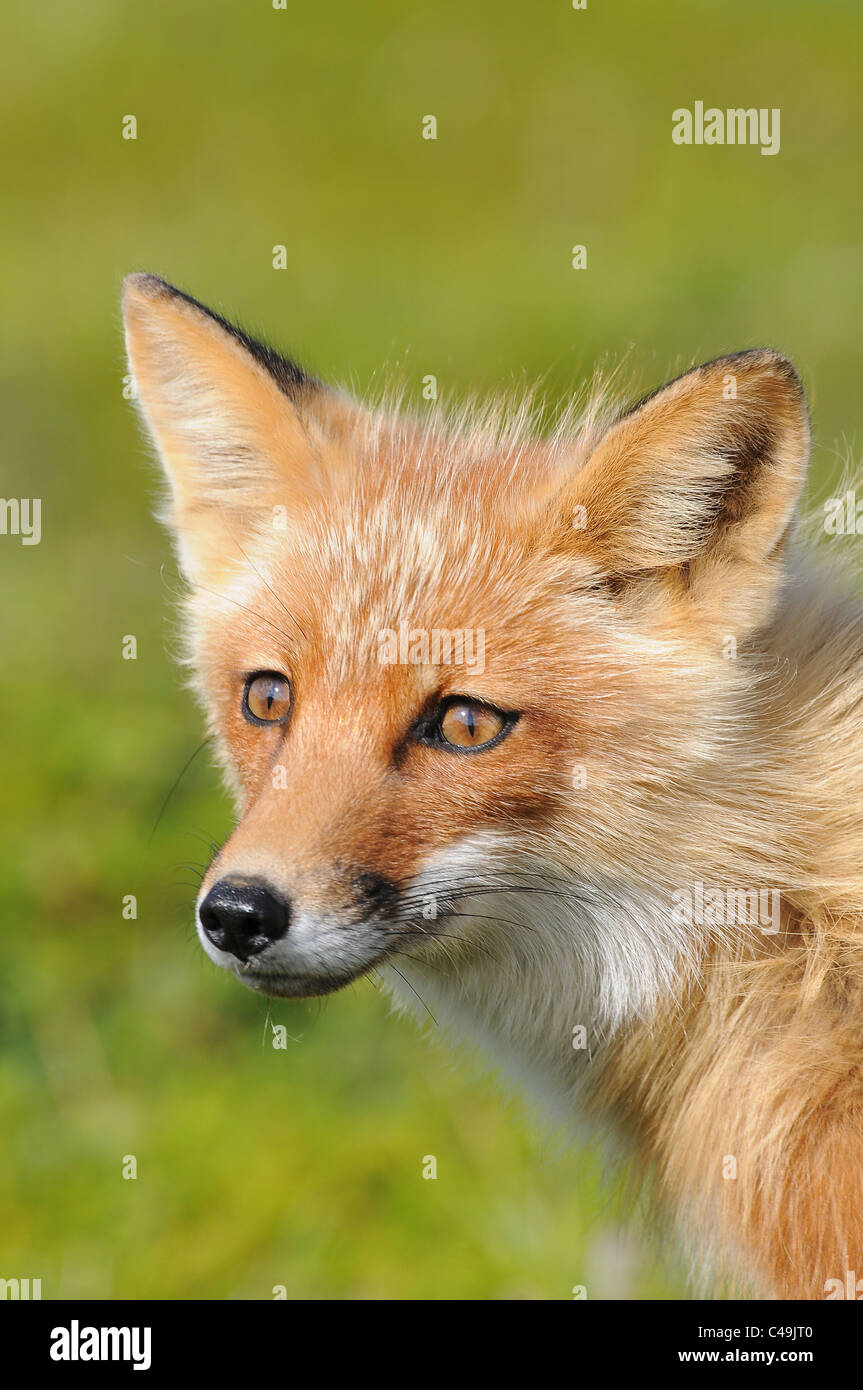 Red Fox kit (Vulpes vulpes vulpes) a Becharof National Wildlife Refuge Alaska Foto Stock