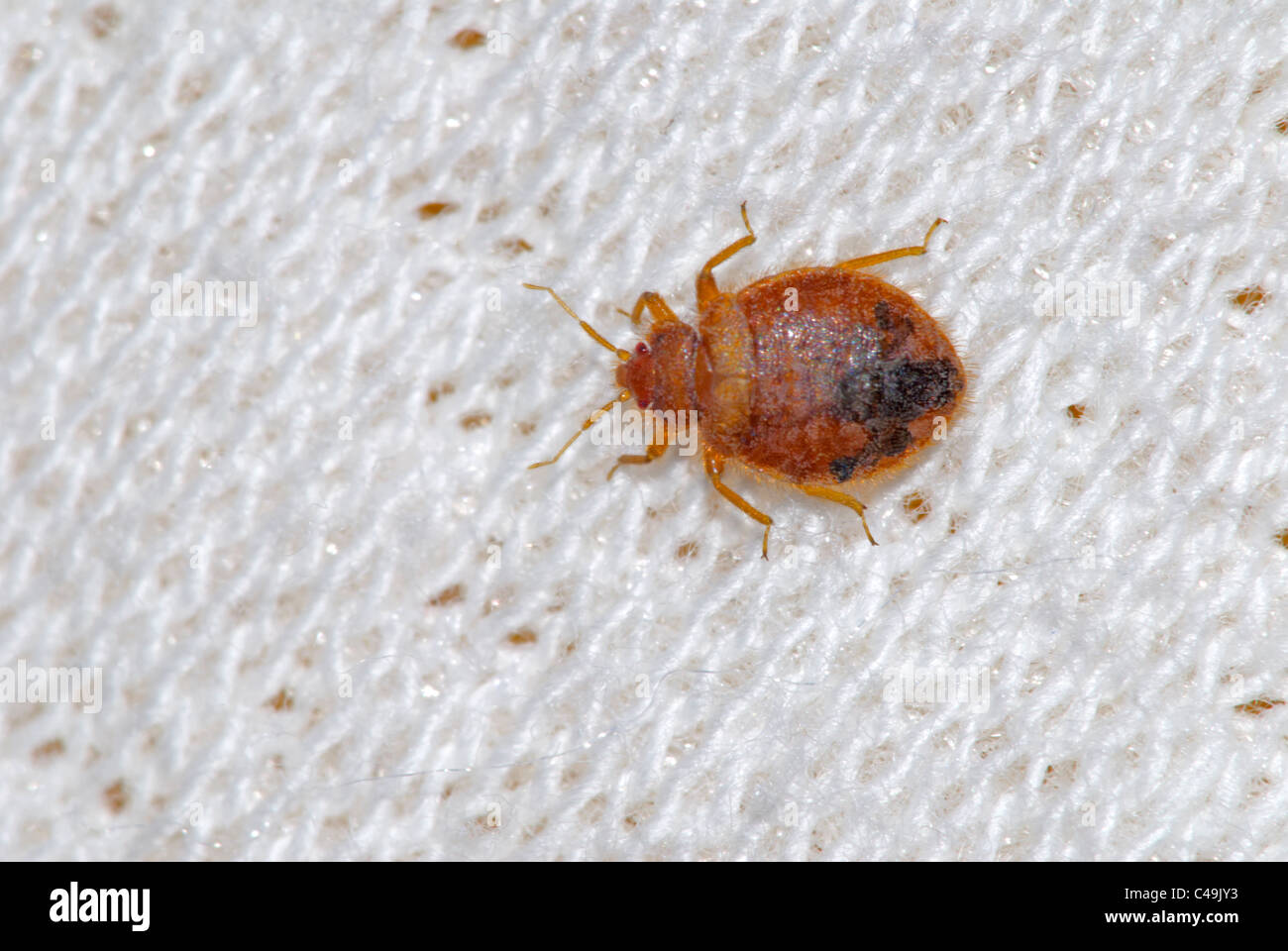 Foto macro che mostra il tessuto di un materasso con un comune Bed Bug (Lepinotus reticulatus) strisciare su di essa, Colorado US. Foto Stock