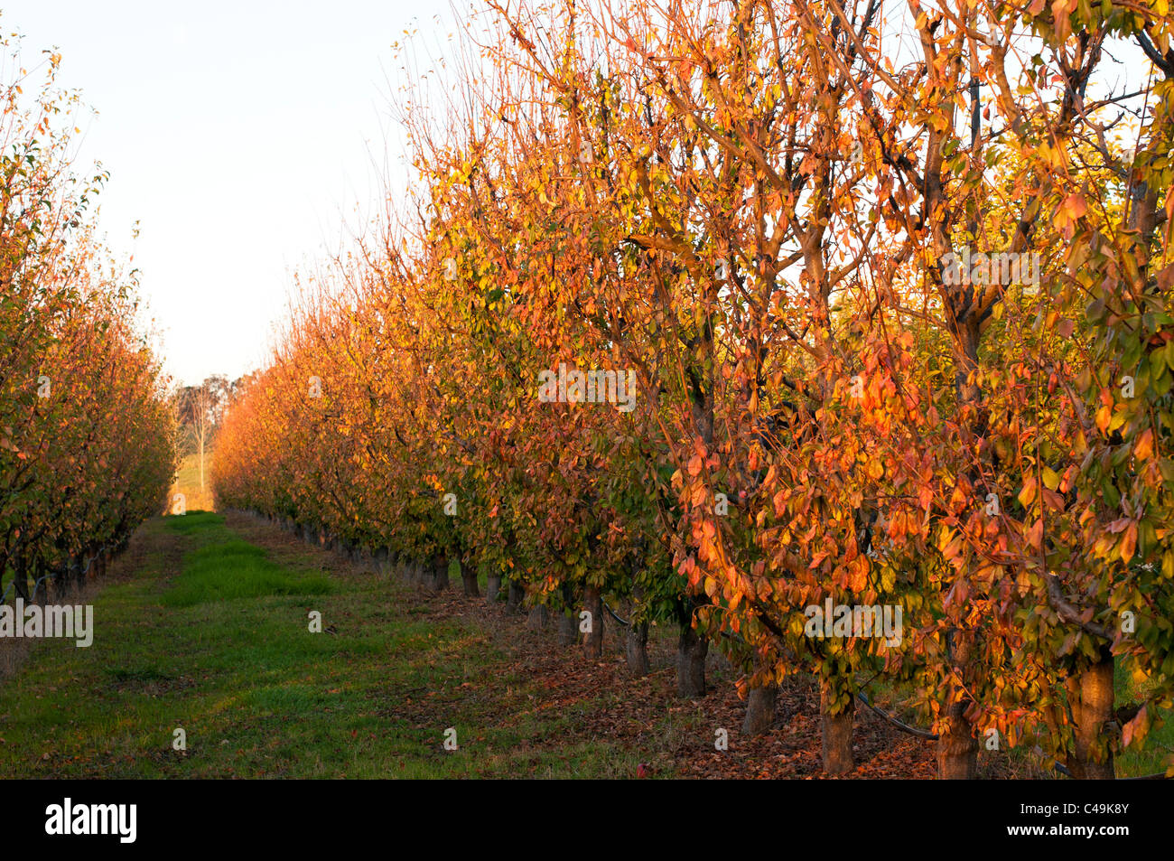 Foglie di autunno sugli alberi presso il fiume Reale Società di apple orchard, Donnybrook, Australia occidentale Foto Stock