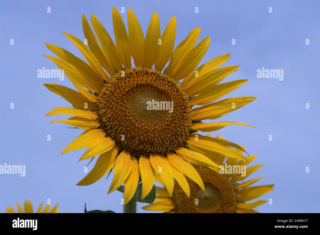 Sun Flower, singolo Sun Flower, Foto Stock