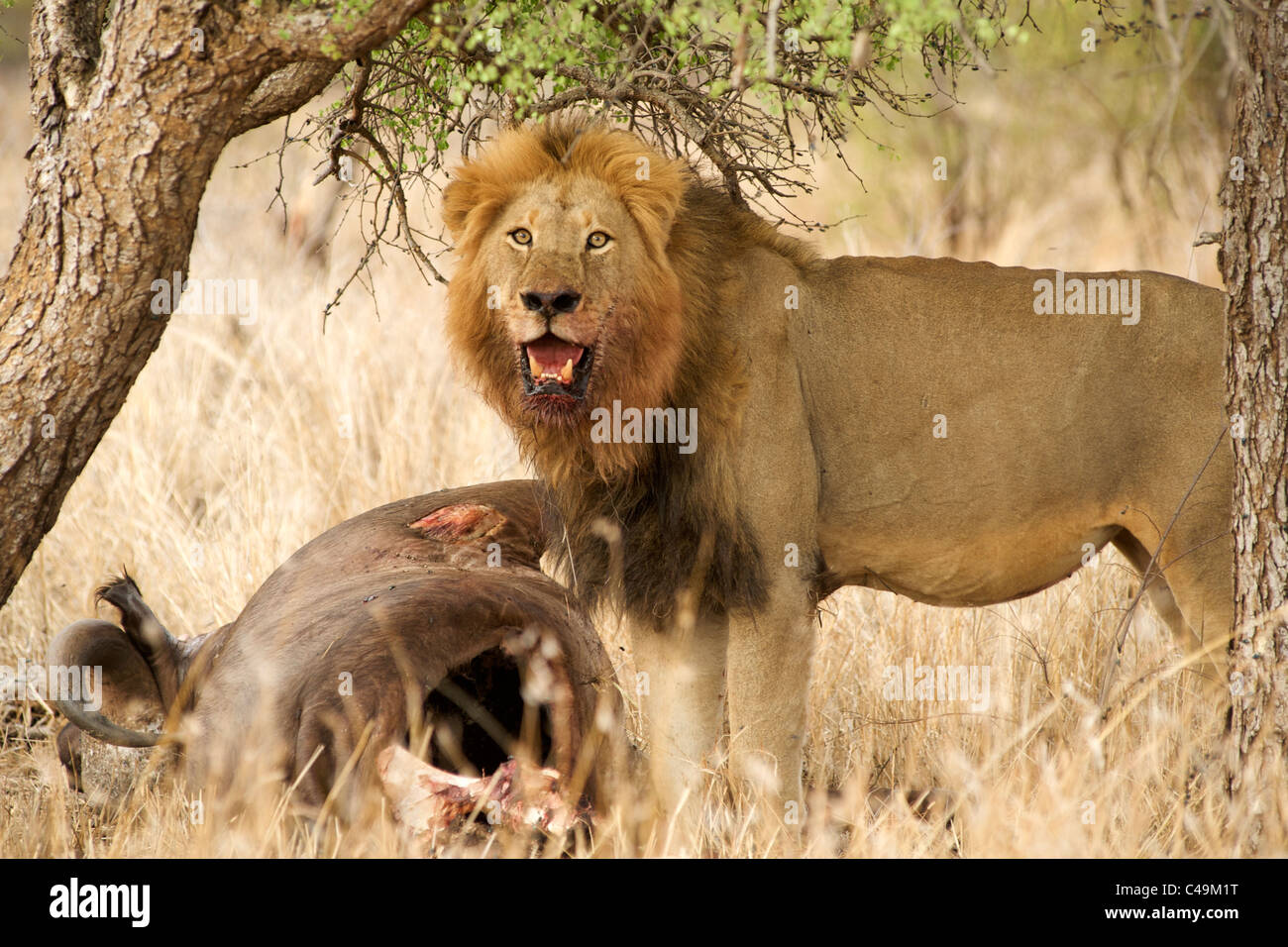 Leone maschio (panthera leo) con una carcassa di buffalo nel Parco di Kruger area del Sud Africa. Foto Stock