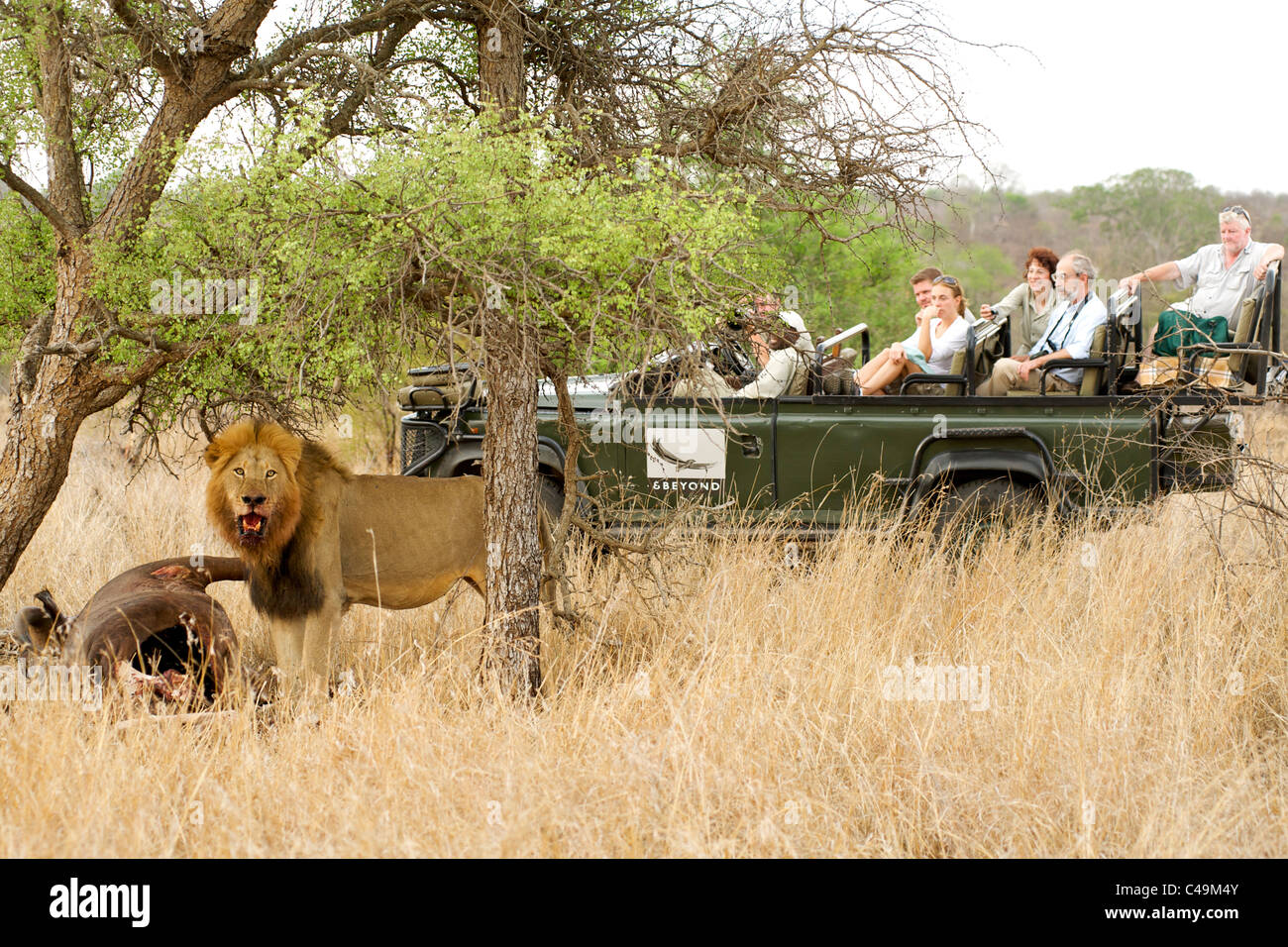 Lion con una carcassa di buffalo guardato da turisti per un game drive a &Oltre Ngala lodge nel Parco di Kruger area del Sud Africa. Foto Stock