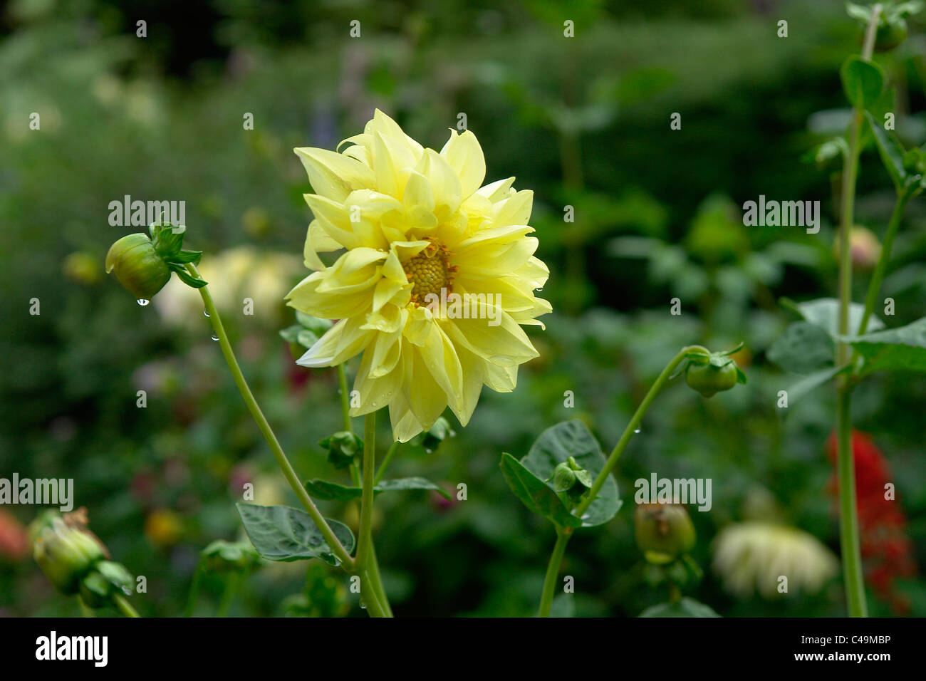 Rosa gialla, giardino, giardino botanico e giardini di India, singolo fiore, fiore con gocce di rugiada Foto Stock