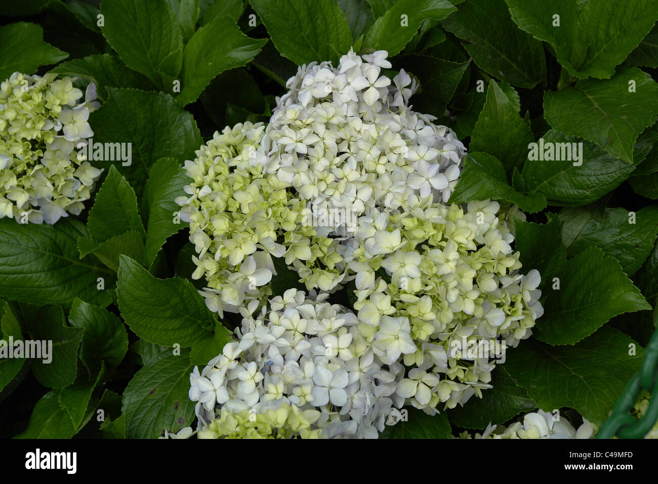 Fiore bianco, Giardino Botanico, giardino, Giardini di India Foto Stock
