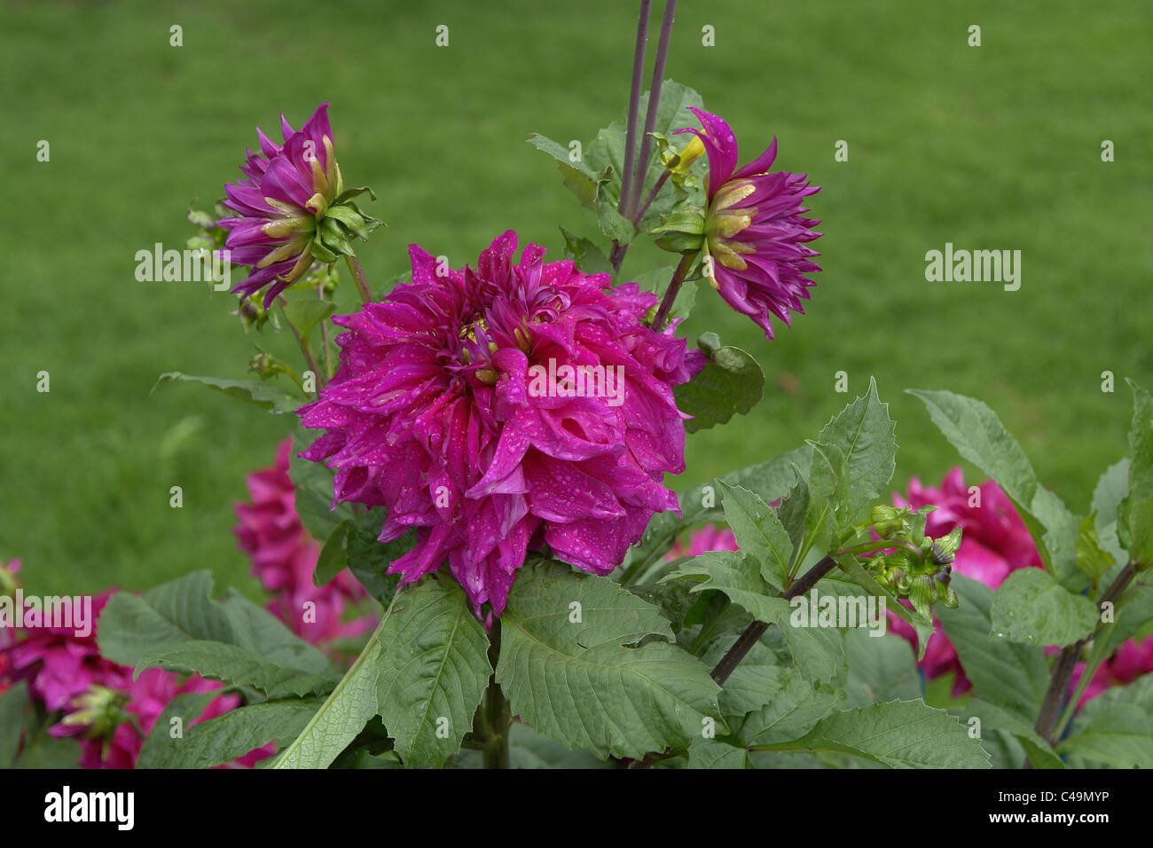 Fiore, fiore con gocce di rugiada, giardino, Giardini dell'India, Foto Stock