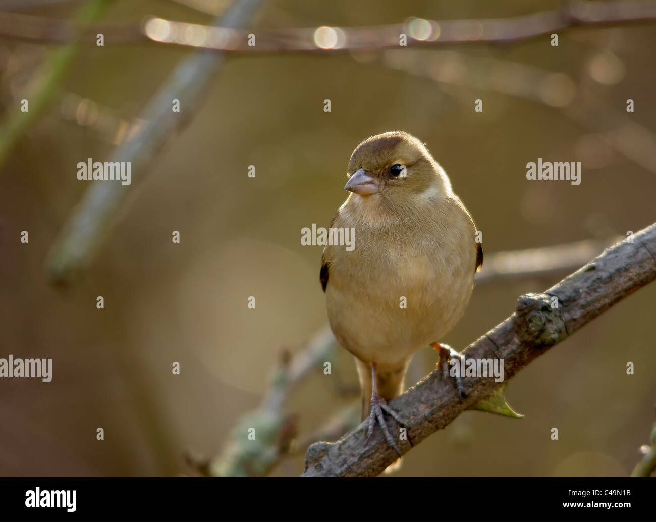 Fringuello femmina Foto Stock