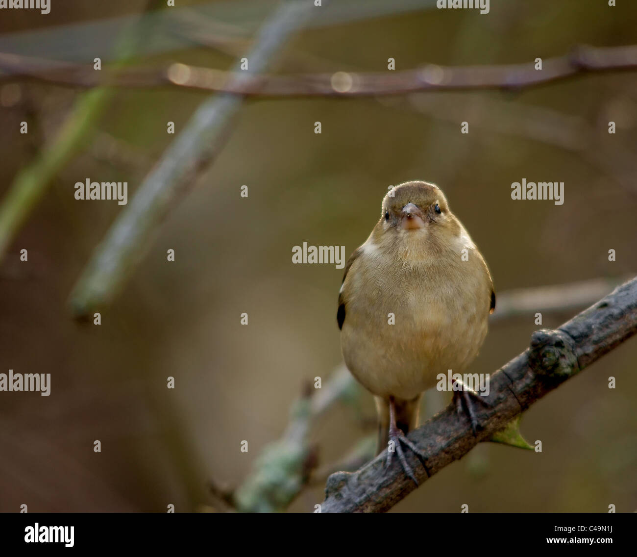 Fringuello femmina Foto Stock