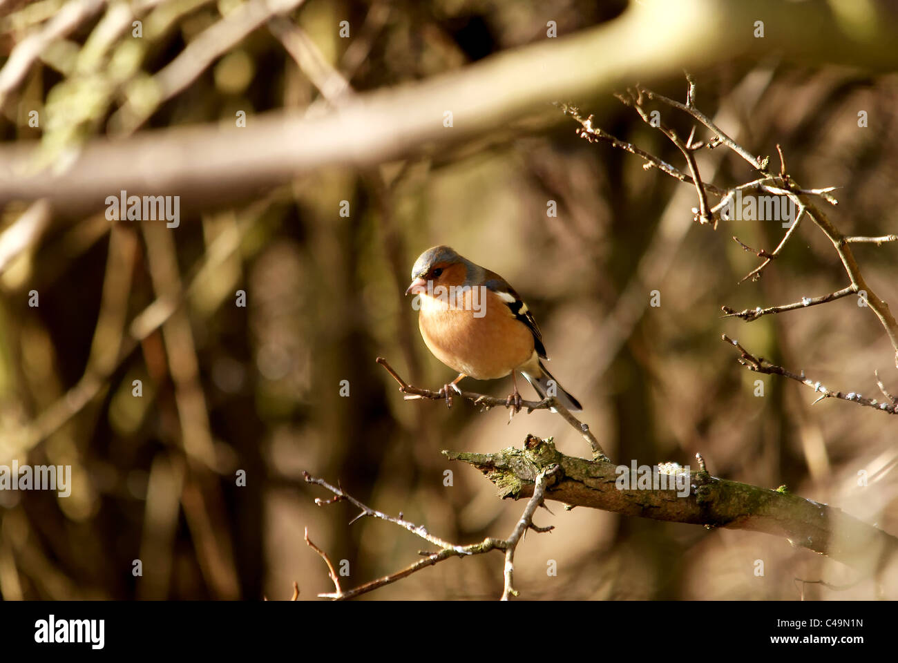 Fringuello maschio Foto Stock