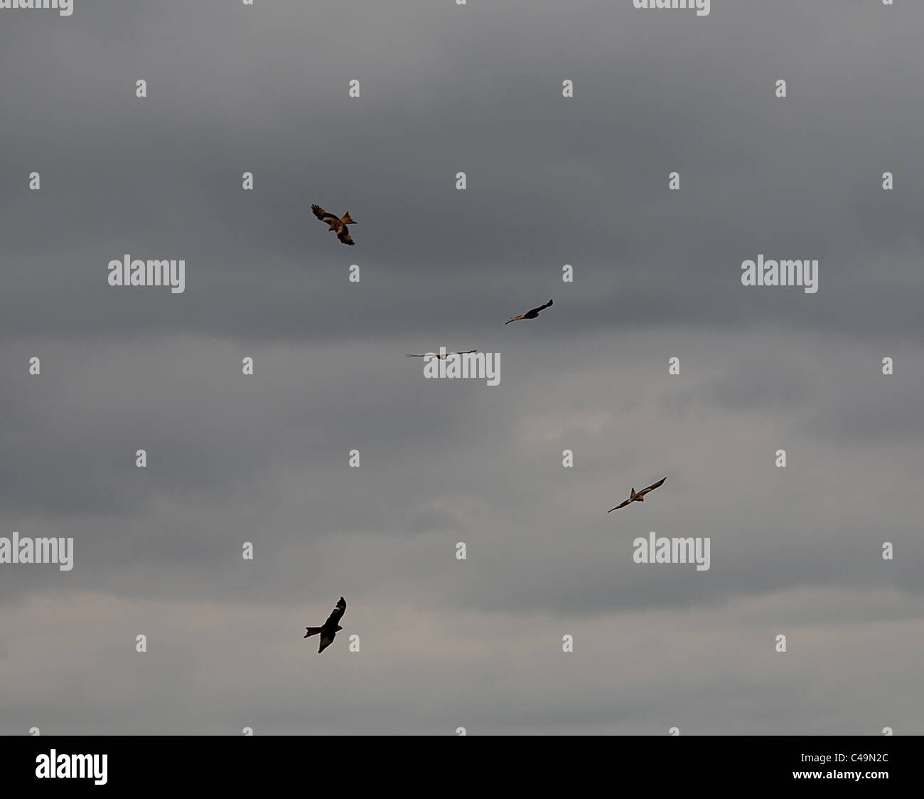 Cinque Red kites in volo Foto Stock