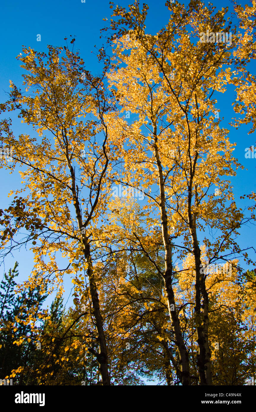 Di betulle in autunno, Finlandia Foto Stock