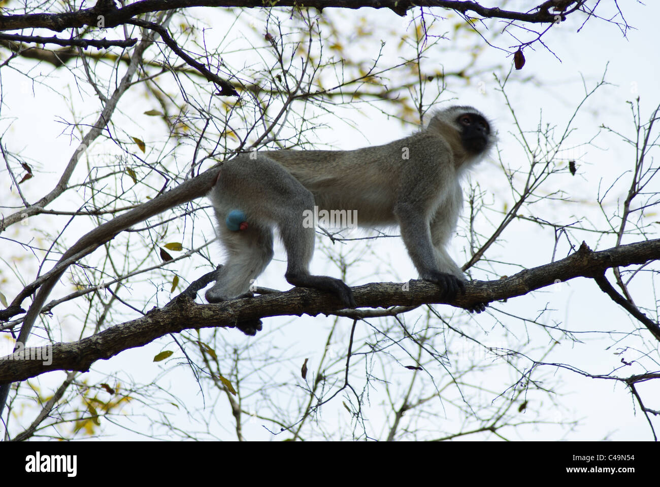 Scimmia di Vervet Foto Stock