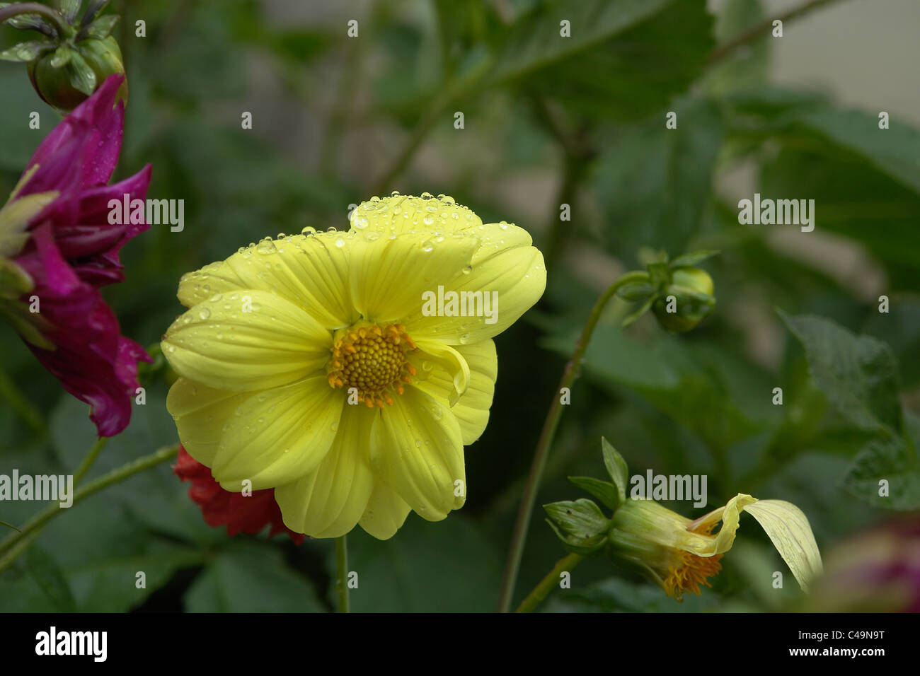 Rose e fiori, fiori gialli, giardino, unico fiore Foto Stock