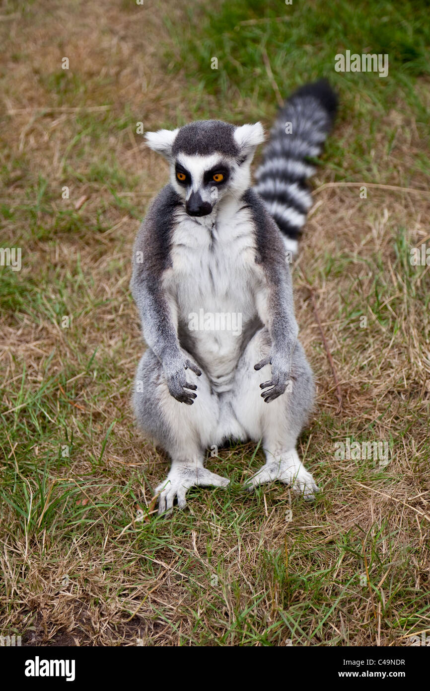 Un'immagine ravvicinata di un anello tailed lemur Foto Stock