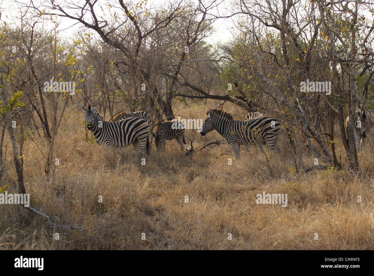 Zebra nel Parco Nazionale di Kruger, Sud Africa Foto Stock