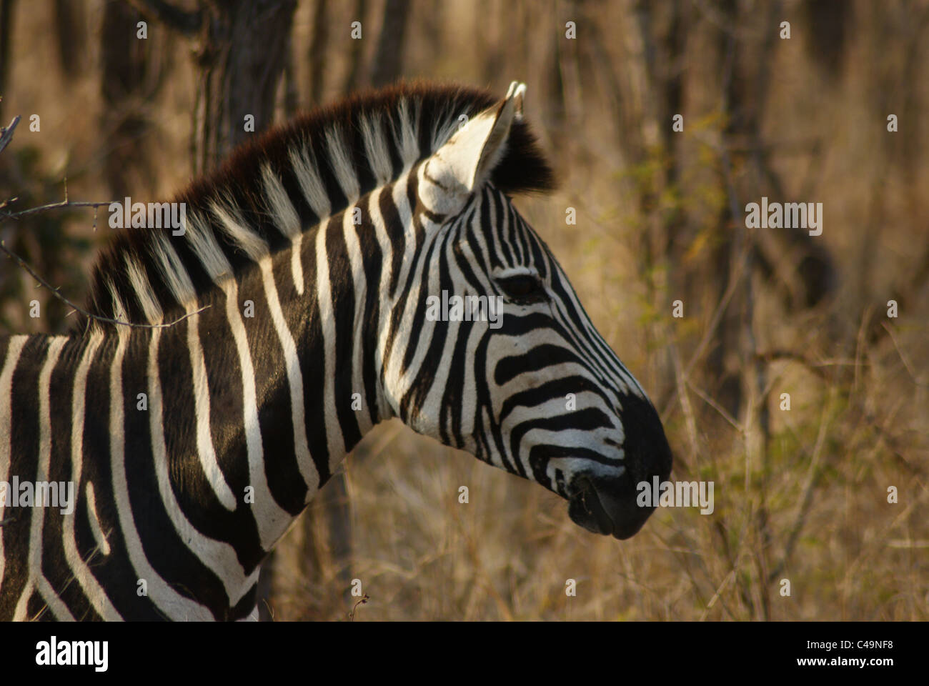 Zebra nel Parco Nazionale di Kruger, Sud Africa Foto Stock