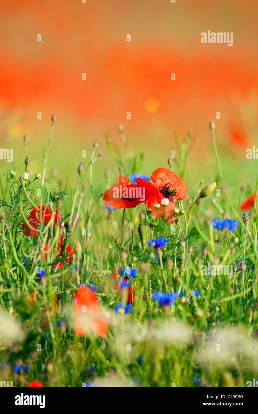 Fiori Selvatici - papavero rosso nel verde di un campo a molla Foto Stock