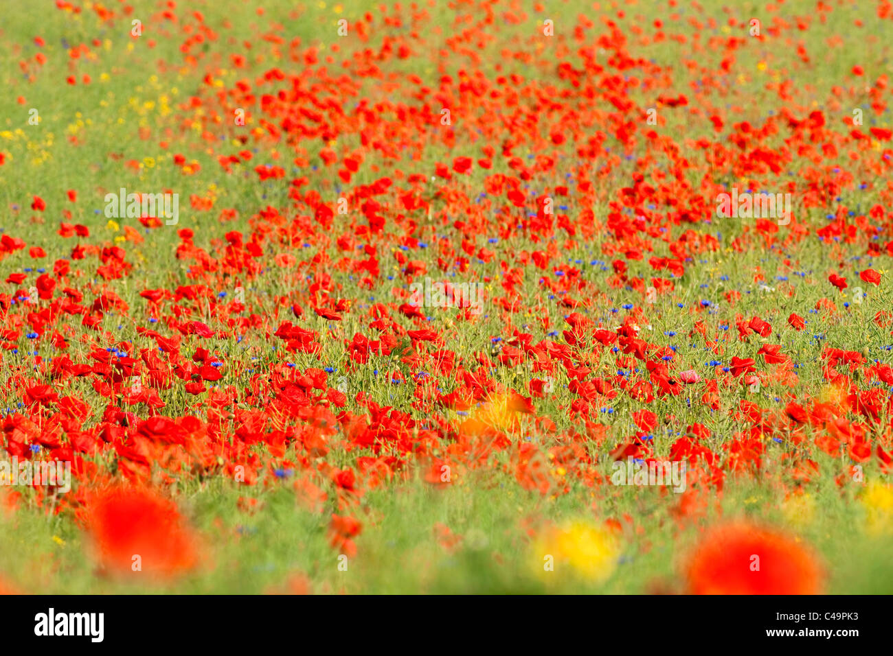 Fiori Selvatici - papavero rosso nel verde di un campo a molla Foto Stock