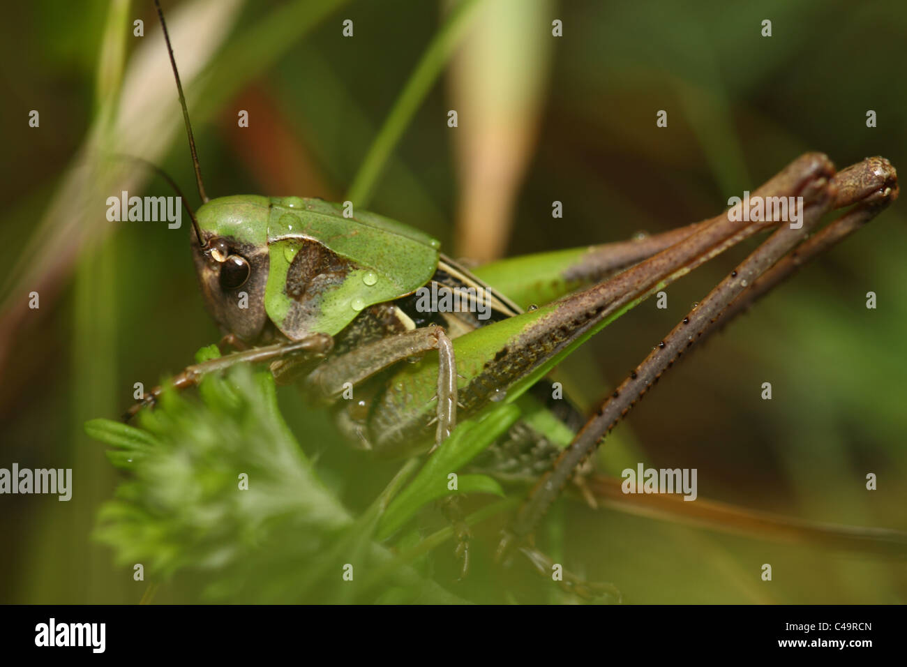 Grasshopper con gambe lunghe e ovipositor Foto Stock