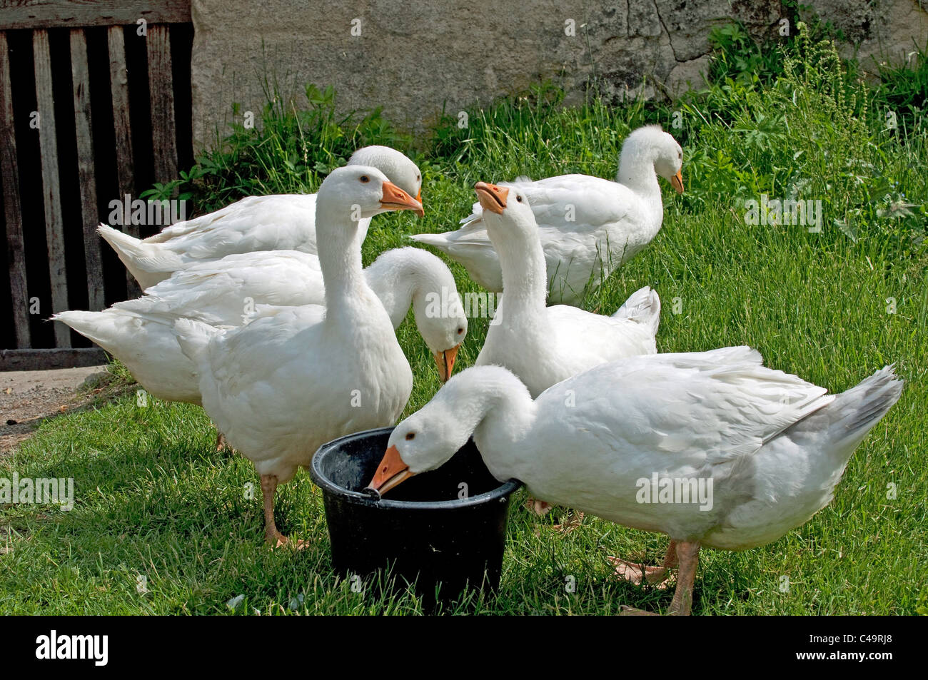 Oca domestica (Anser anser domesticus). Individui adulti in una fattoria. Foto Stock