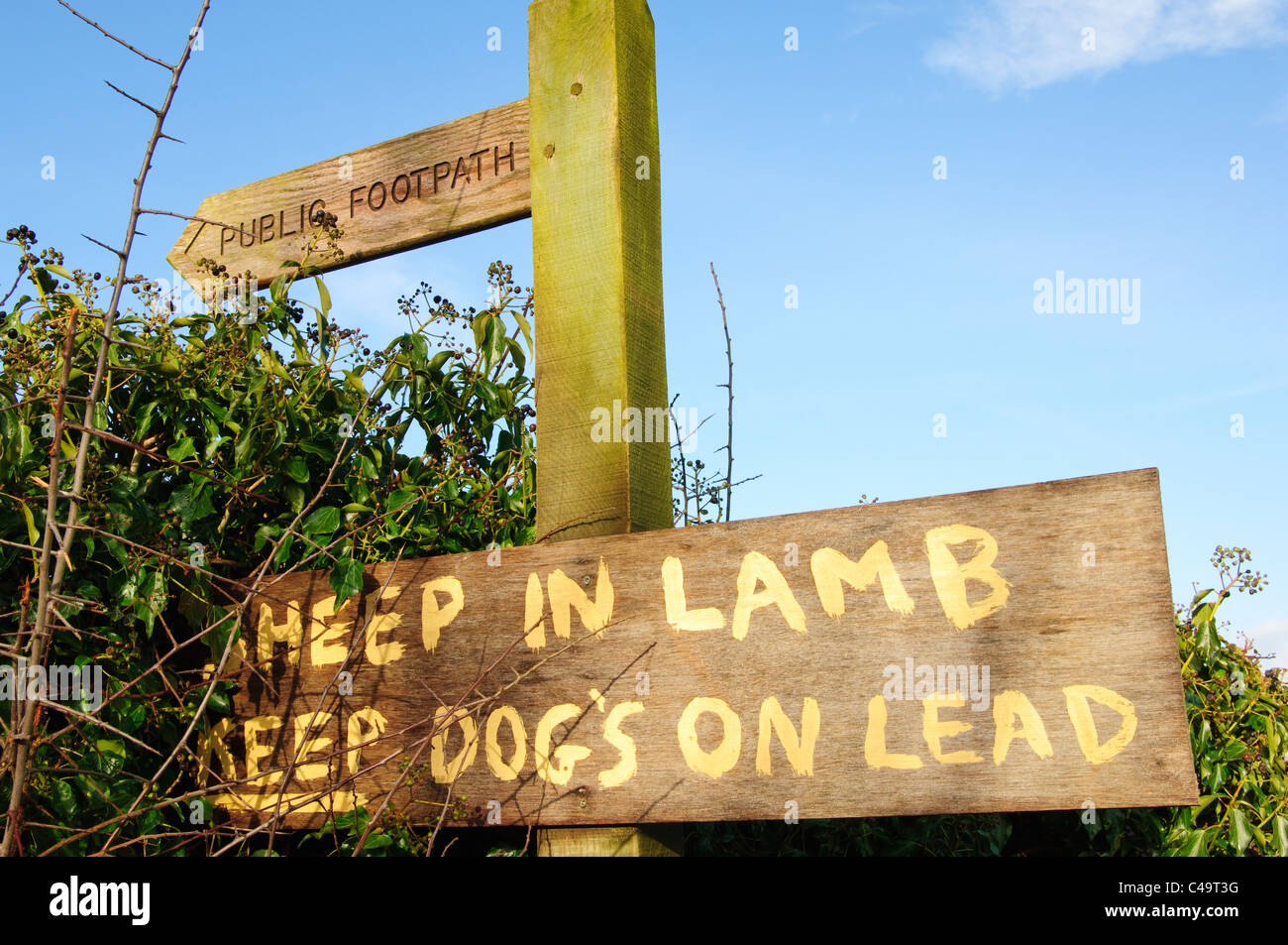 " Ovini in agnello Tenere cani sul piombo' segno vicino a Kirkby Lonsdale, Cumbria Foto Stock