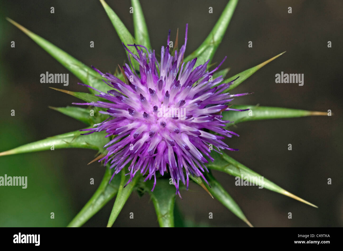 Beata Cardo, dalla Madonna Thistle (Silybum marianum), fiore. Foto Stock
