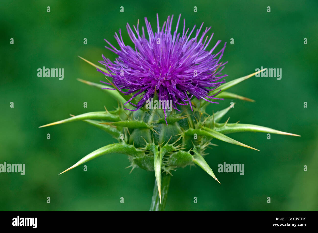 Beata Cardo, dalla Madonna Thistle (Silybum marianum), fiore. Foto Stock