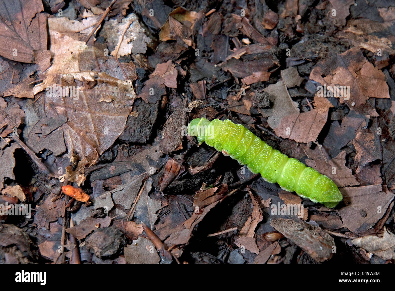 Tau imperatore (Aglia tau), Caterpillar cercando un posto per pupate tra foglie secche. Foto Stock