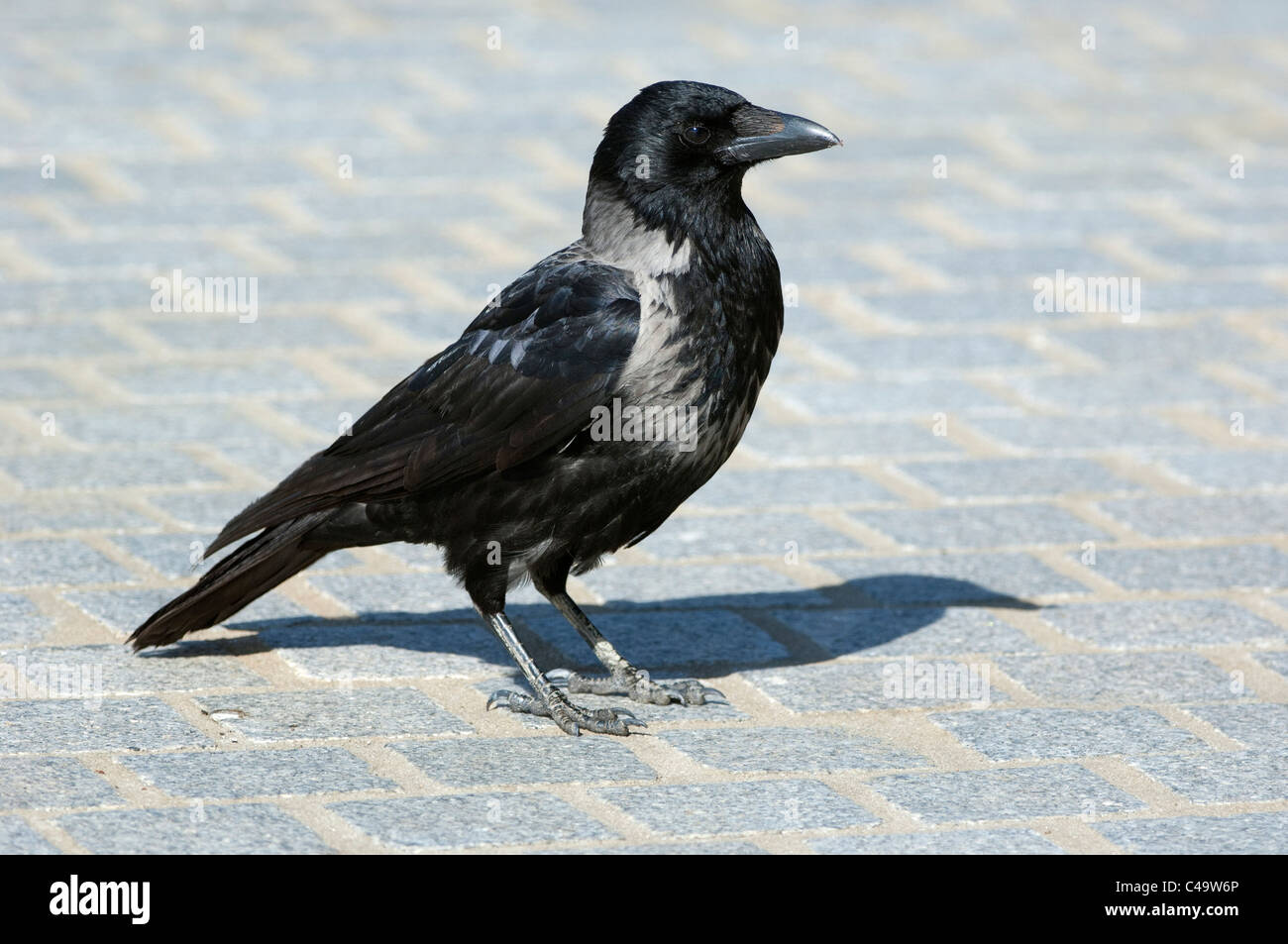 Cornacchia Mantellata (Corvus corone cornix, Corvus cornix) in piedi sul selciato. Foto Stock