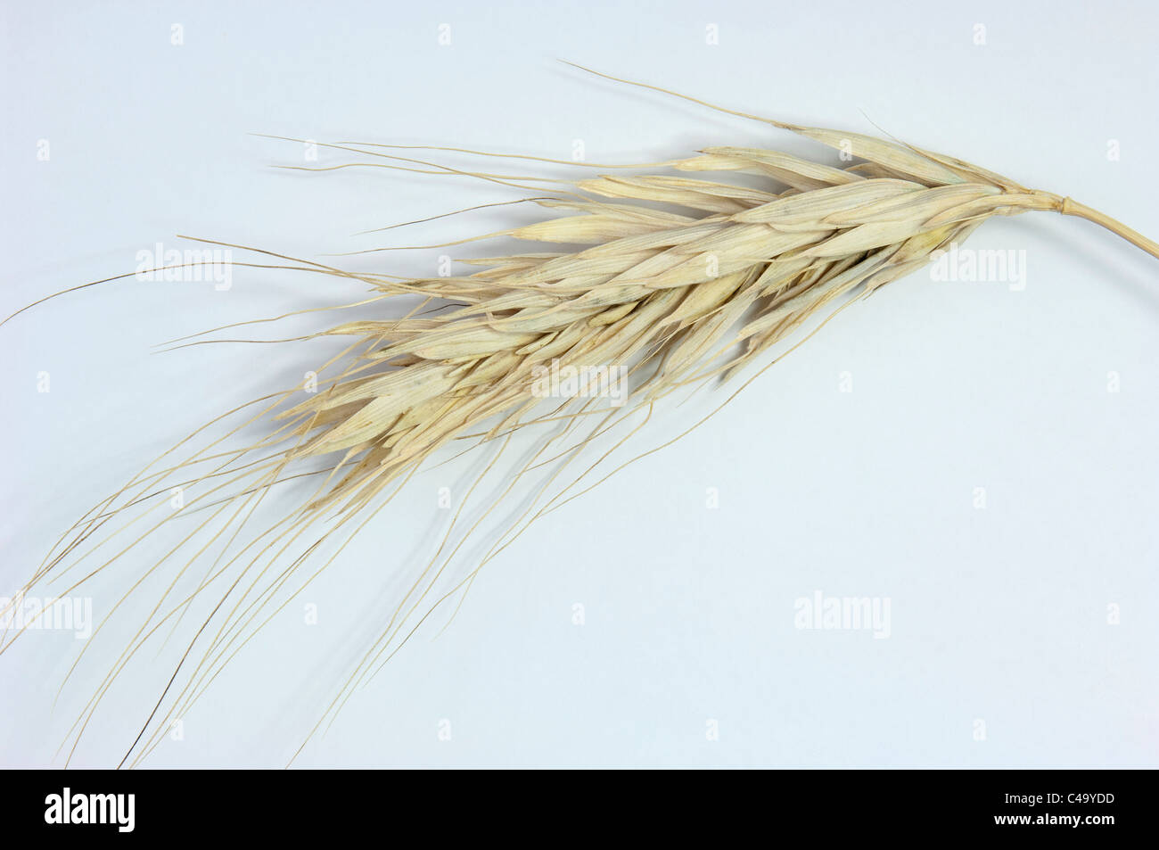 Il polacco di Grano (Triticum polonicum), mature orecchio. Studio Immagine contro uno sfondo bianco. Foto Stock