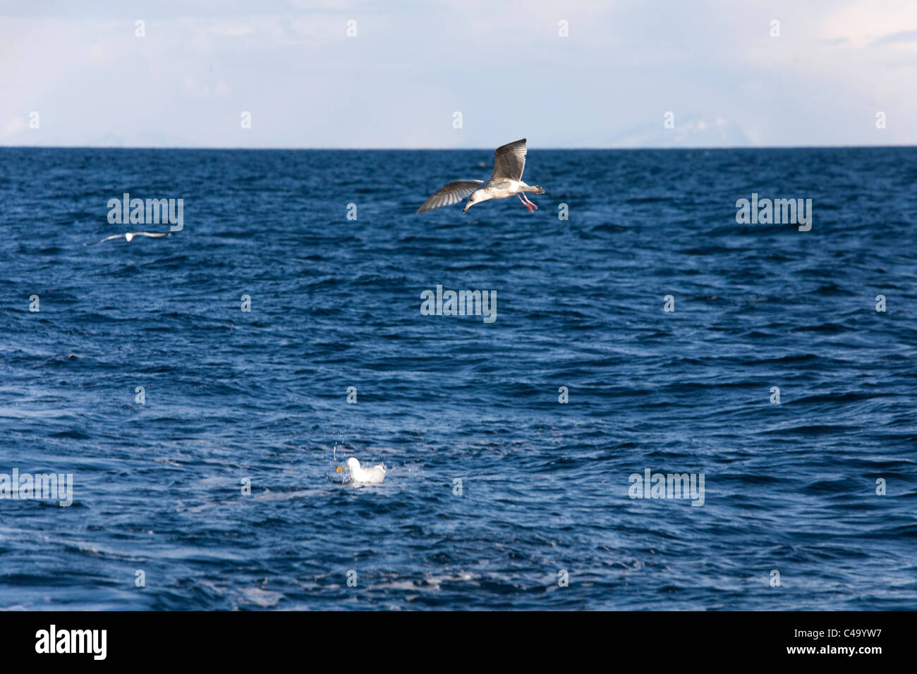 Fotografia di gabbiani nel mare di Norvegia Foto Stock