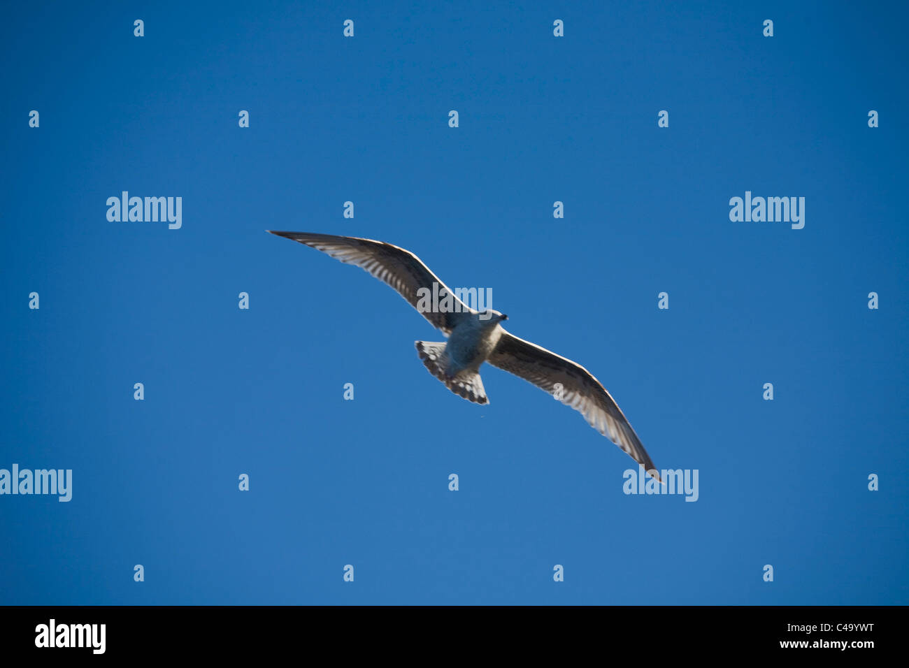 Fotografia di gabbiani volare sopra il mare di Norvegia Foto Stock
