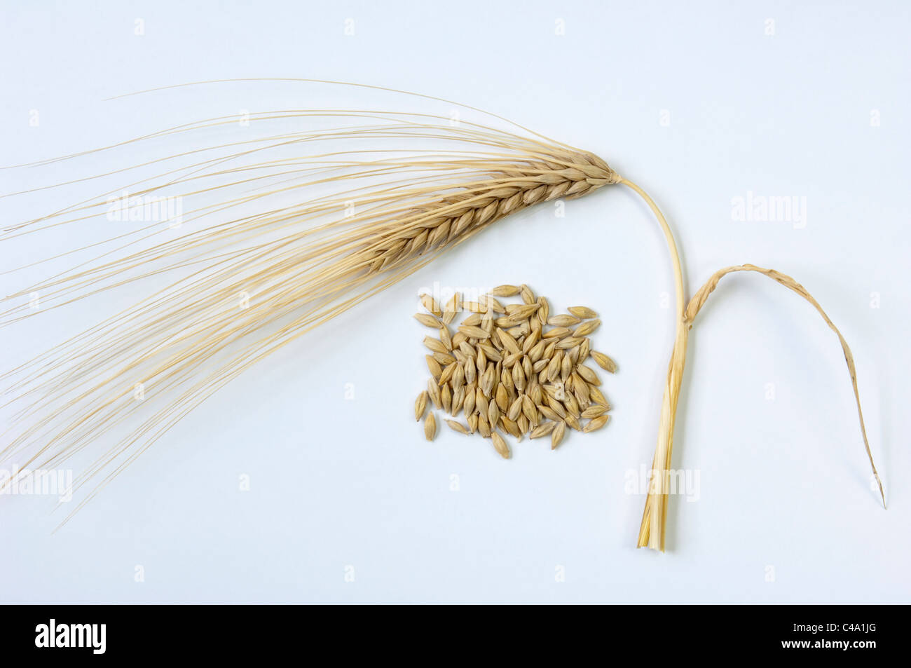 A quattro ranghi di orzo (Hordeum vulgare vulgare), mature orecchio e semi. Studio Immagine contro uno sfondo bianco. Foto Stock