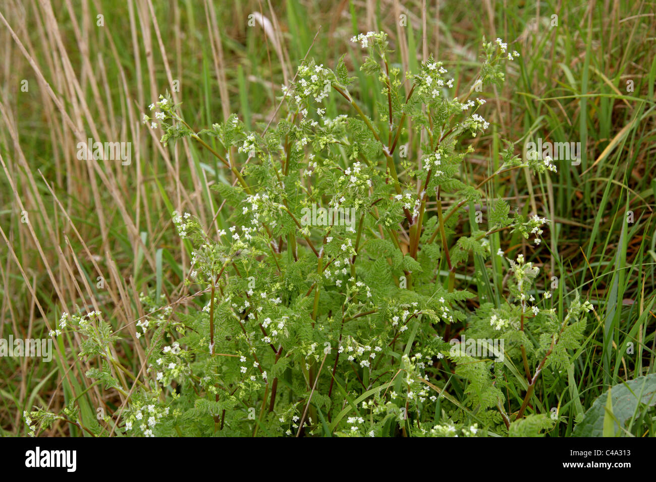 Burr cerfoglio o Bur-cerfoglio Anthriscus caucalis, Apiaceae. Norfolk Coast, East Anglia, UK. Foto Stock