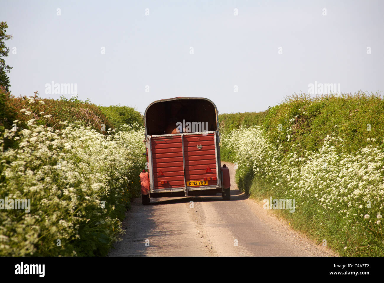 La guida di un box per cavallo giù sentieri di campagna del Dorset in aprile Foto Stock