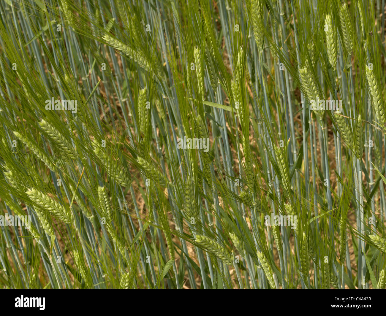 Green campo di grano Foto Stock