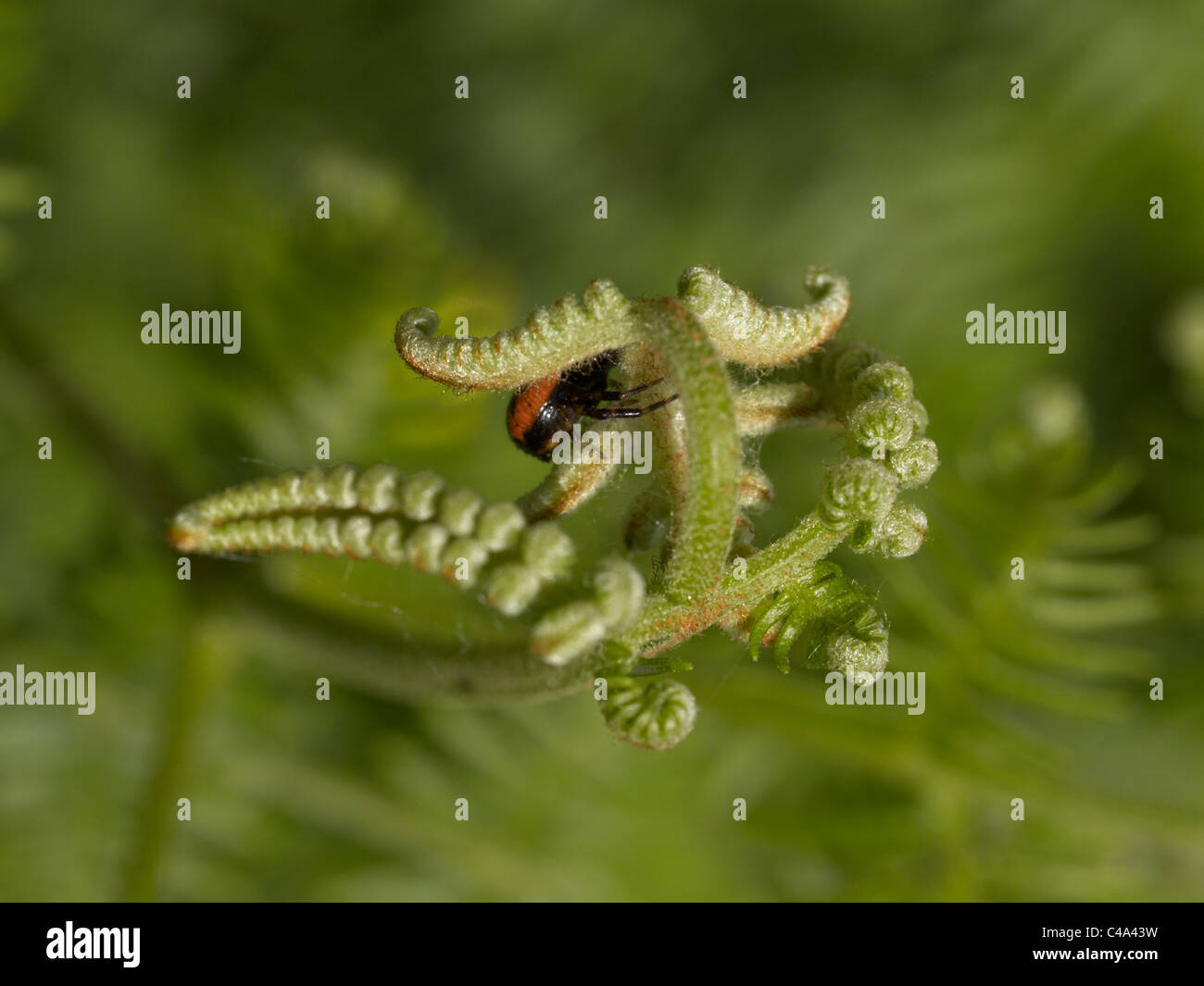 In crociera il fern Foto Stock