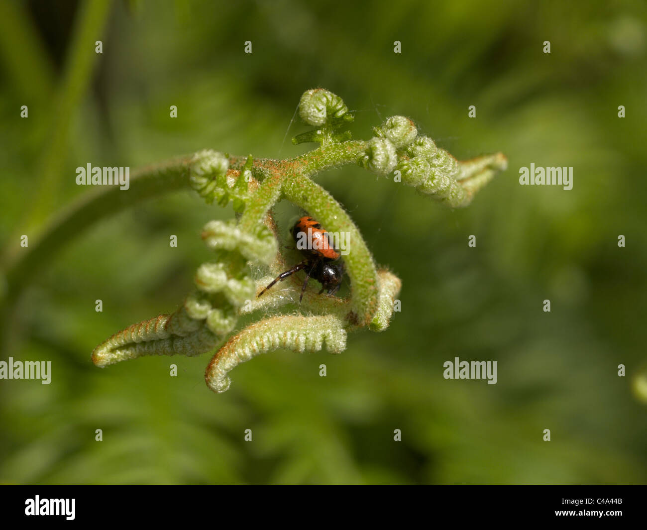 In crociera il fern Foto Stock