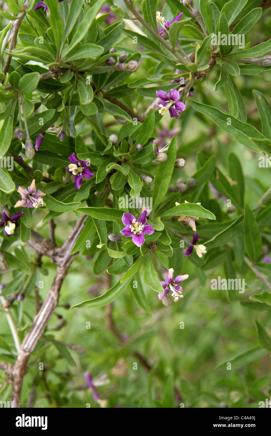 Duke of Argyll's Tea Tree, Wolfberry cinese, Barbary Matrimony Vine, Red Medlar o Matrimony Vine, Lycium barbarum, Solanaceae. Titchwell, Norfolk. Foto Stock