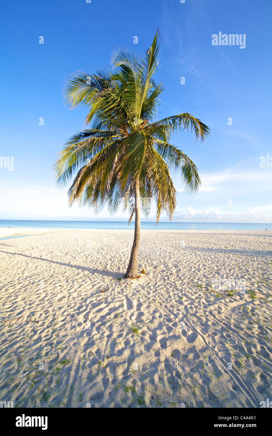 Solo Palm Tree su una spiaggia di sabbia bianca del Mar dei Caraibi Foto Stock