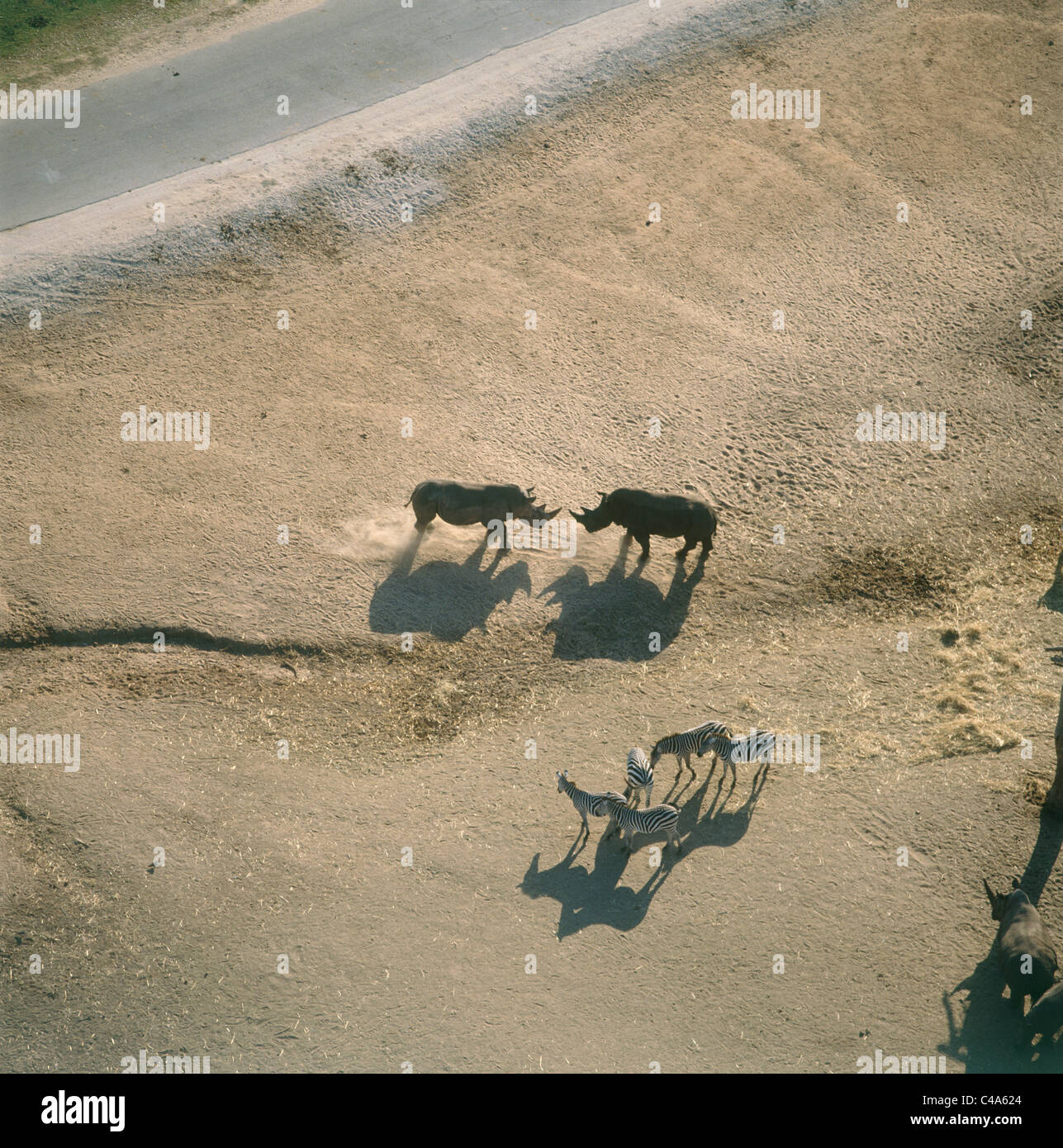Fotografia aerea di rinoceronte e zebre al Safari Park di Ramat Gan Foto Stock
