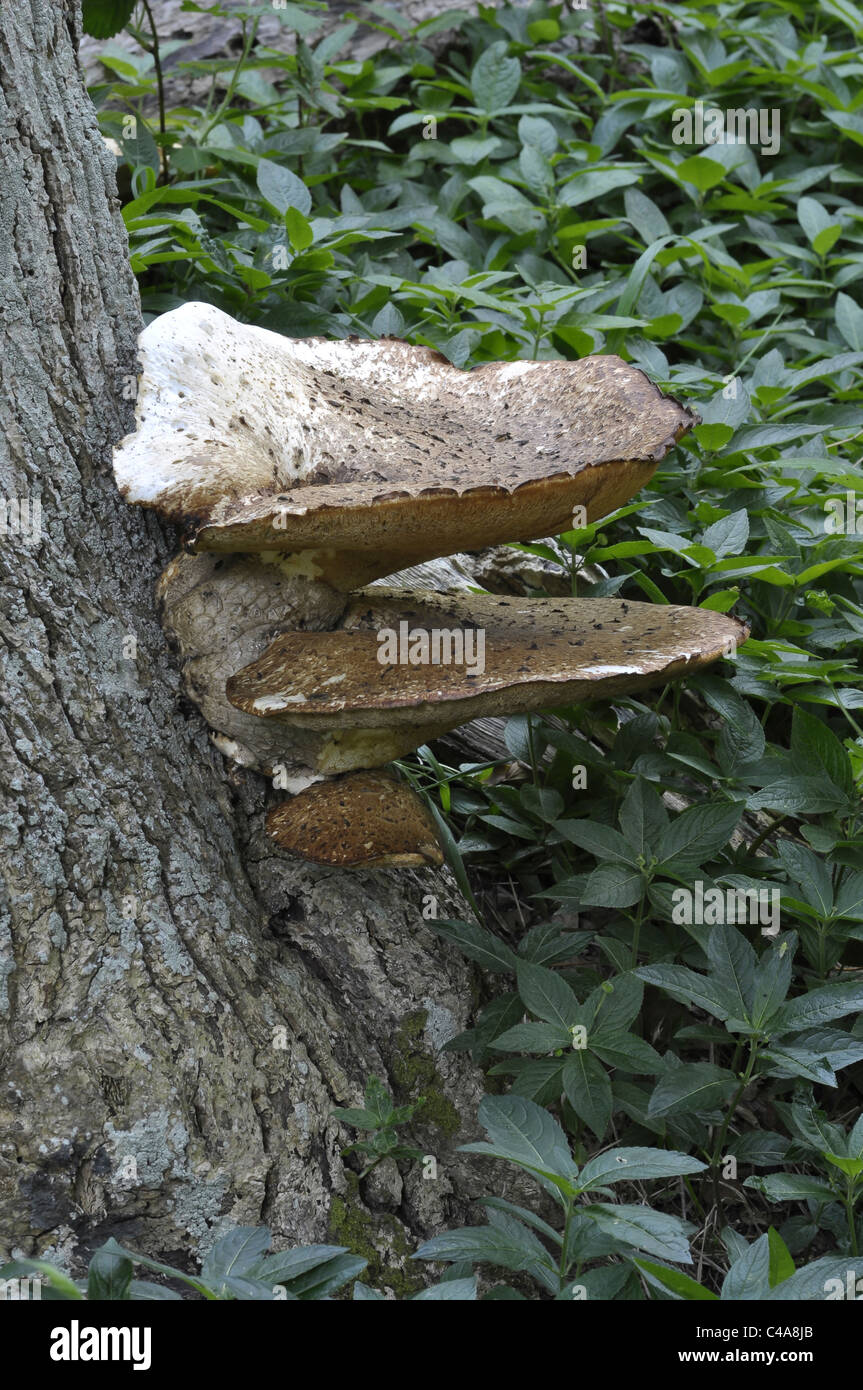 Staffa di funghi Foto Stock