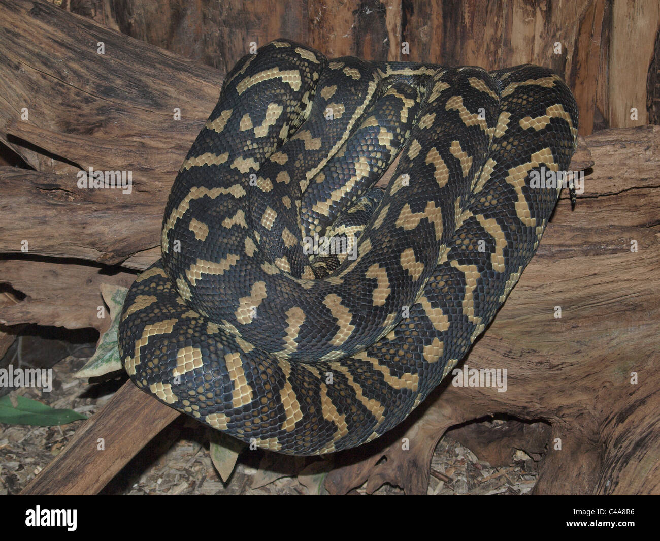 Tappeto di Python, Morelia spilota, Captive. Regno Unito Foto Stock