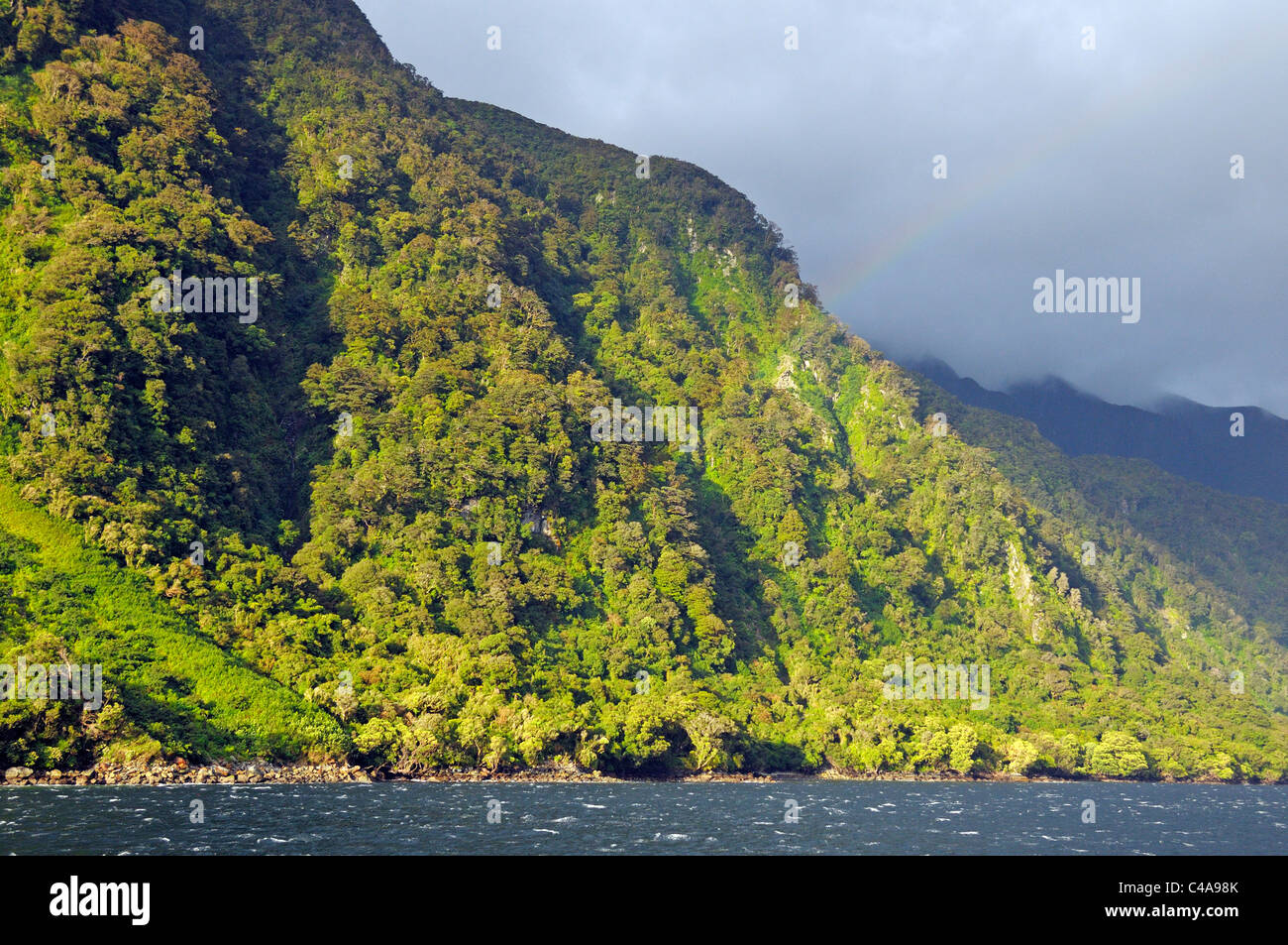 Foresta di pioggia in Doubtful Sound, Parco Nazionale di Fiordland, Isola del Sud, Nuova Zelanda Foto Stock