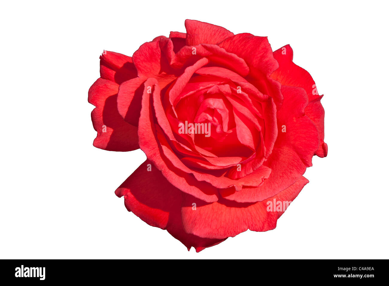 Close-up di red scalatore rose fiore con petali aperti Foto Stock