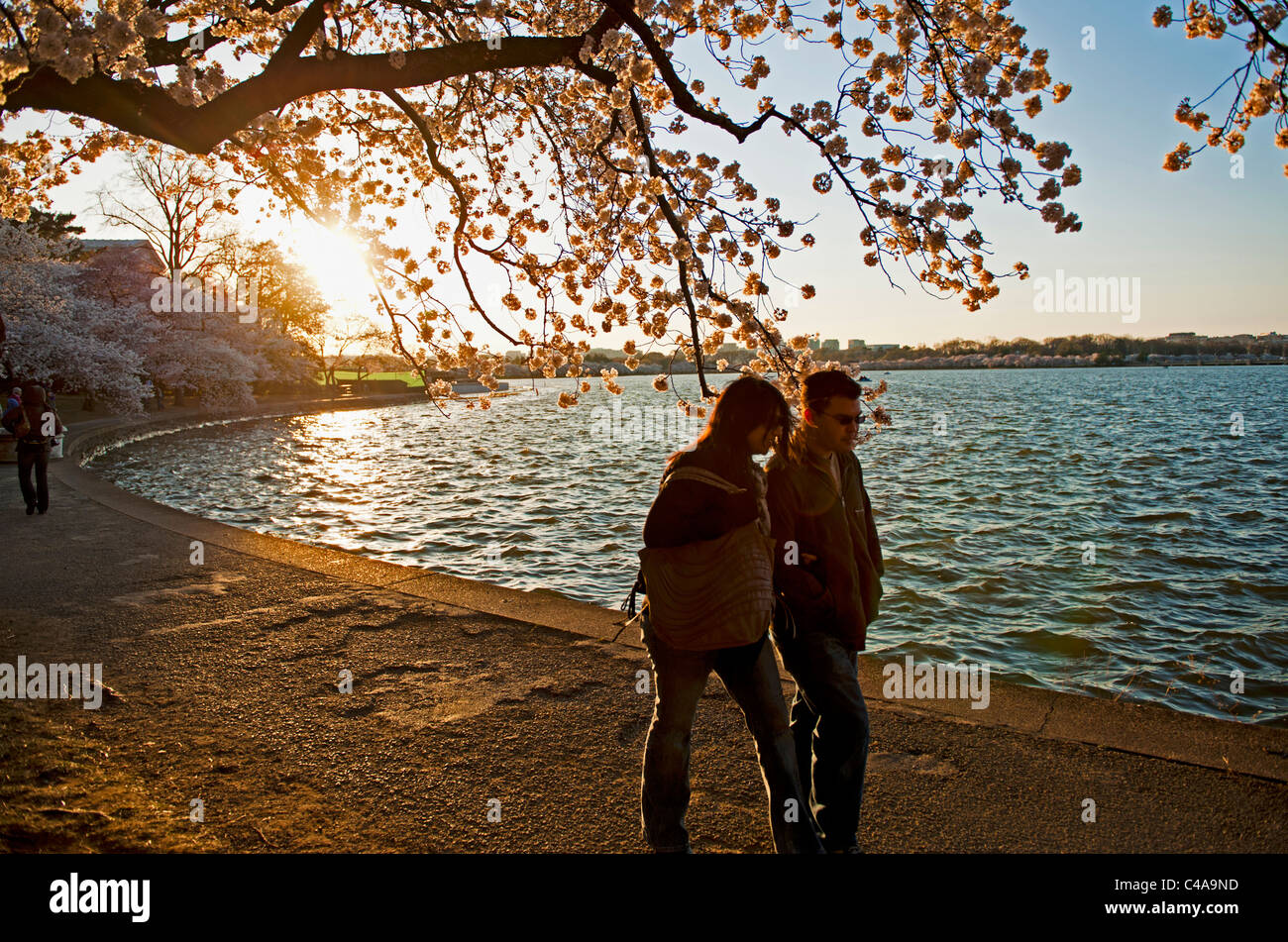 Un uomo e una donna a piedi il percorso attorno al bacino di marea al tramonto a Washington DC durante il picco di fioritura dei fiori di ciliegio Foto Stock