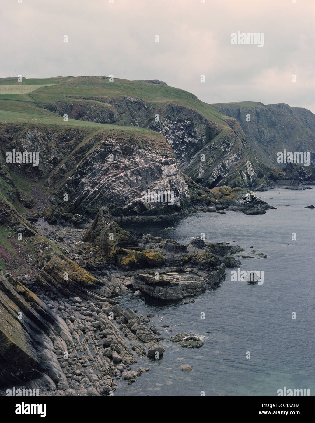 St Abbs Head, Scozia. Foto Stock