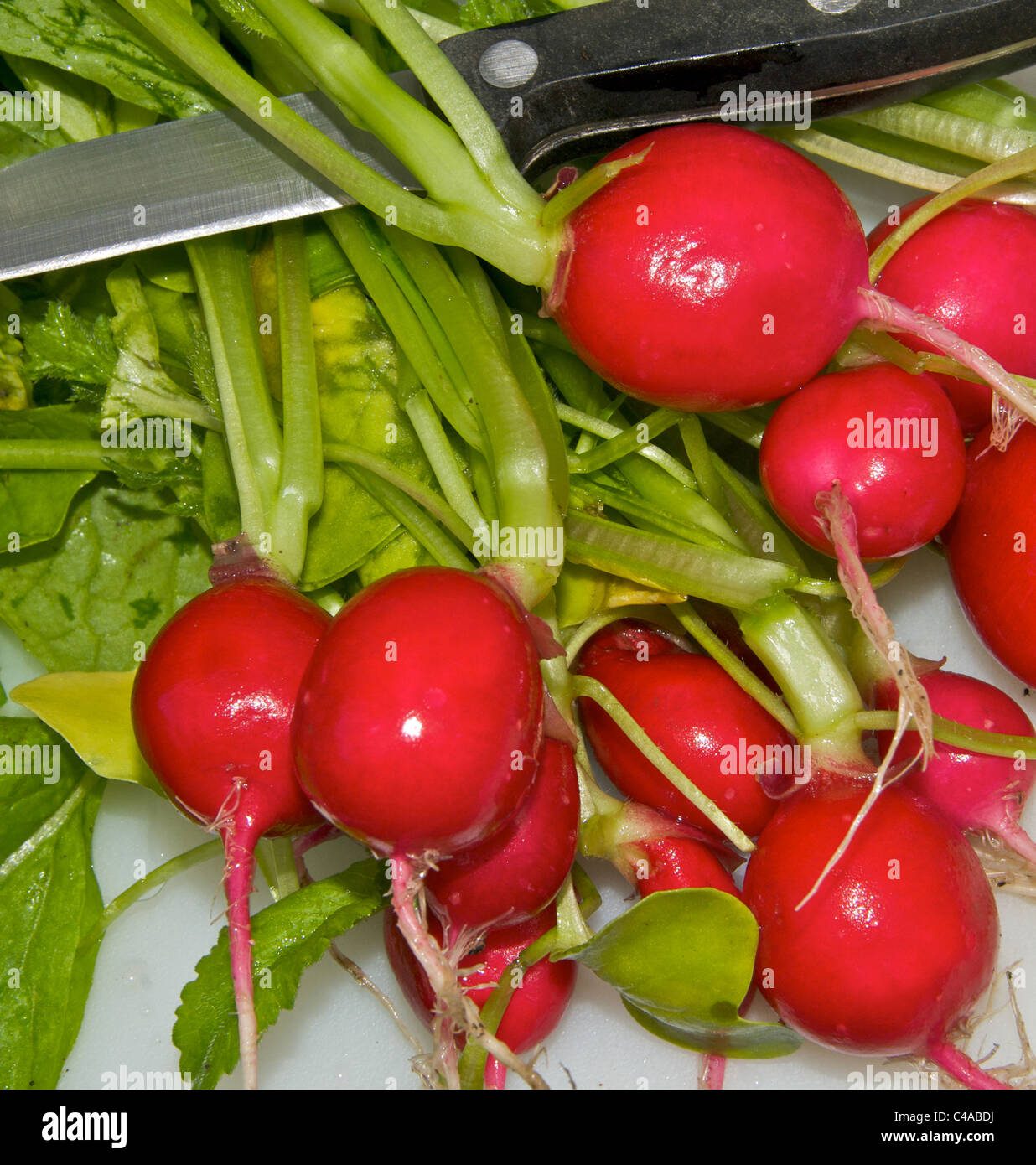 Insalata estiva di verdure - ravanelli sono un colorato colorato aggiunta. Foto Stock