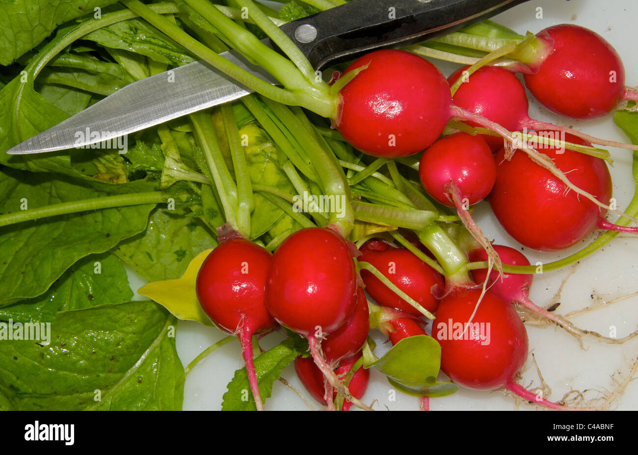Insalata estiva di verdure - ravanelli sono un colorato colorato aggiunta. Foto Stock